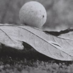 SchwarzWeiss